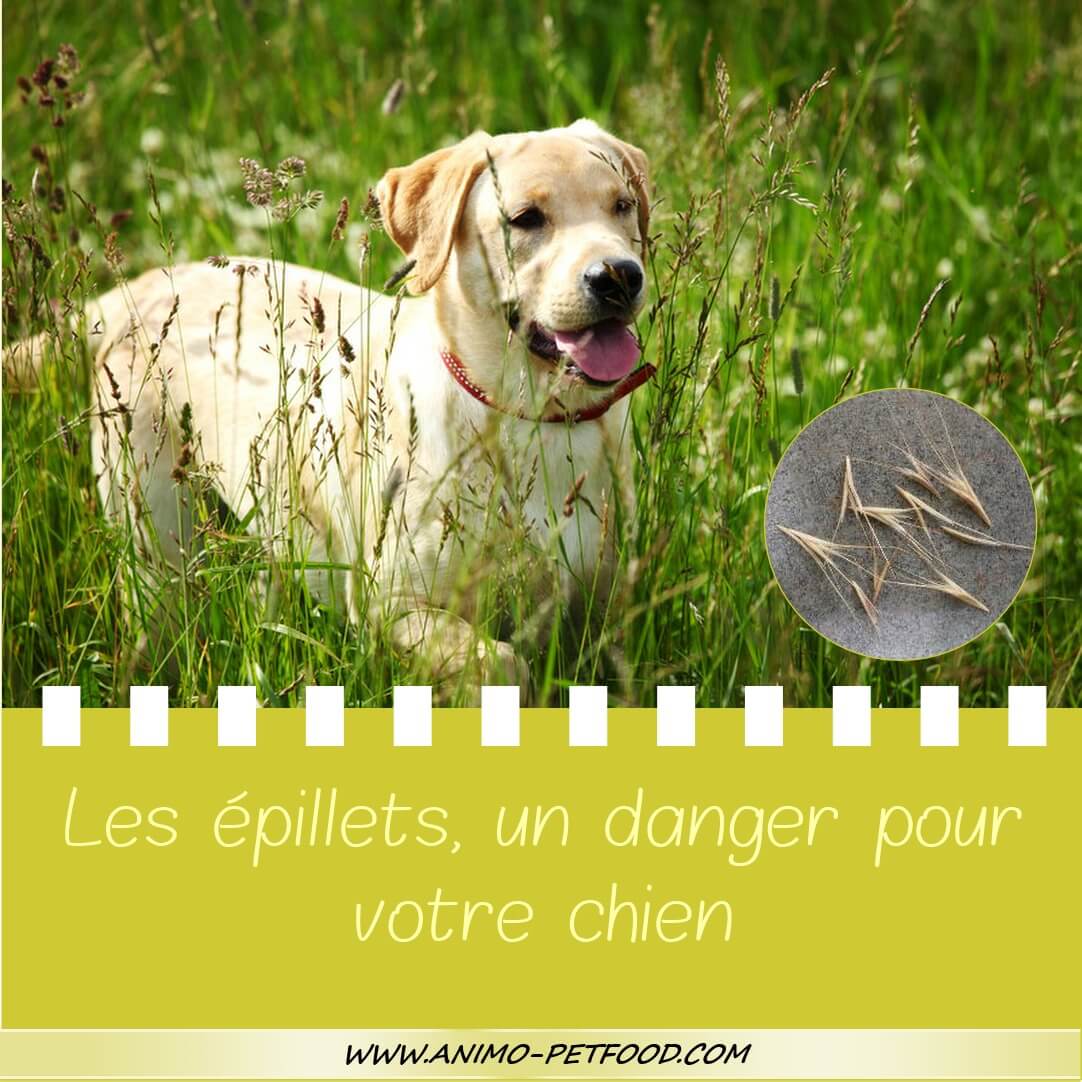 epillets-danger-chien